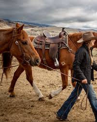 Tack & Saddles – Quality Horse Gear | The Cowboy Shop